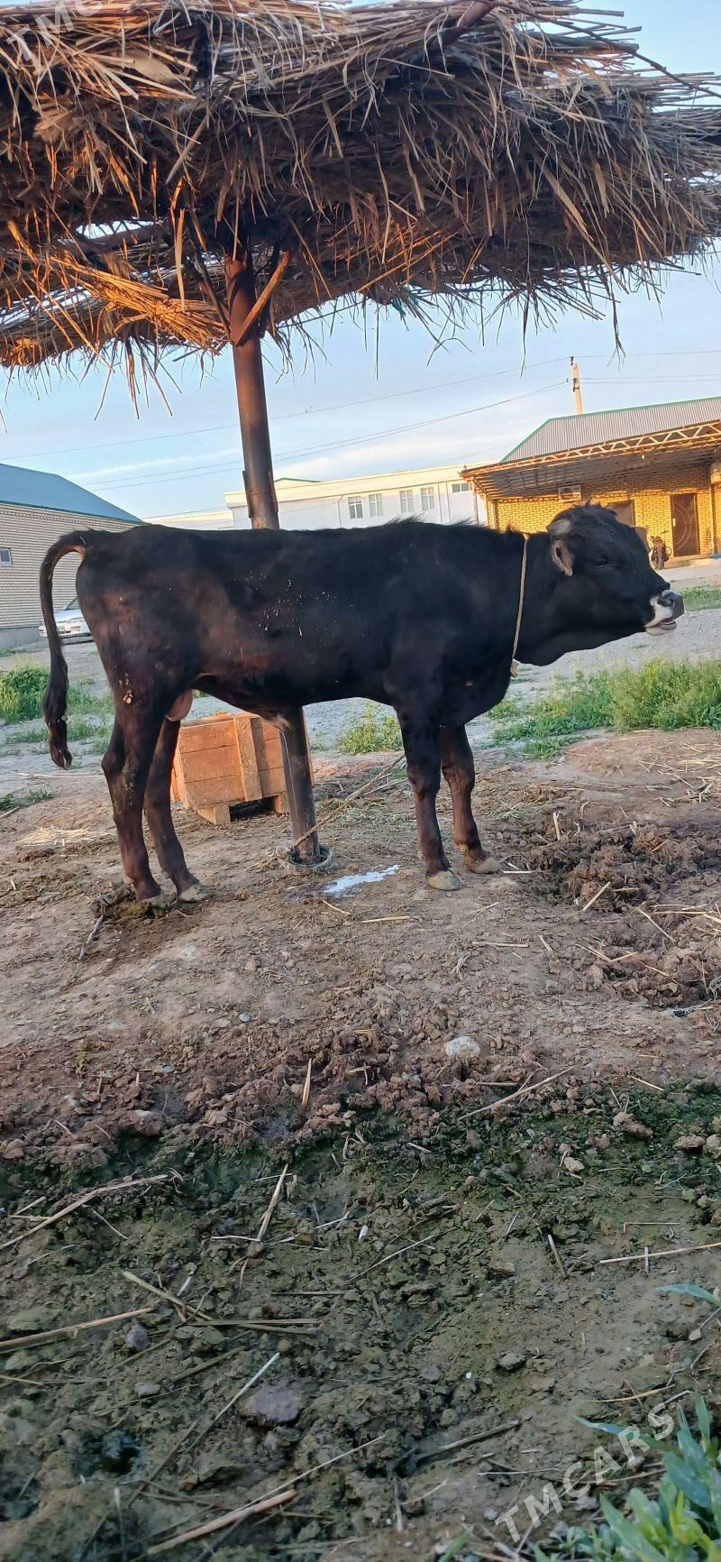 öküz - Бахарден - img 1