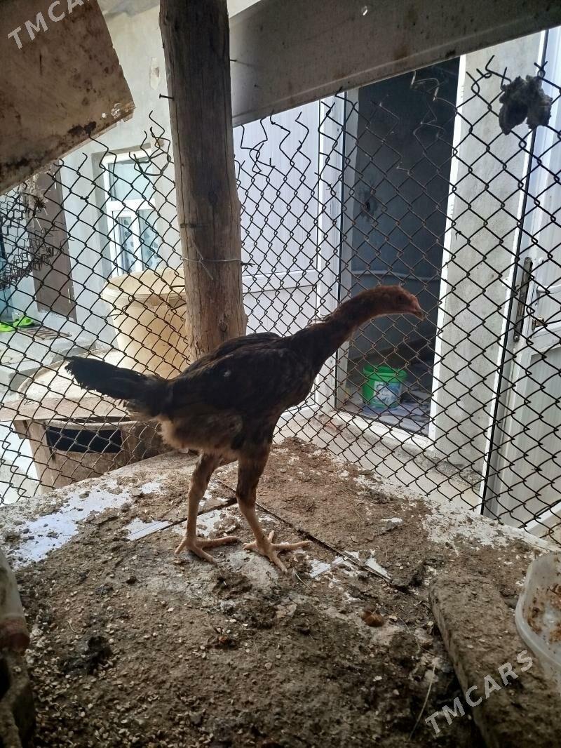 taskent horaz - Бедев - img 1