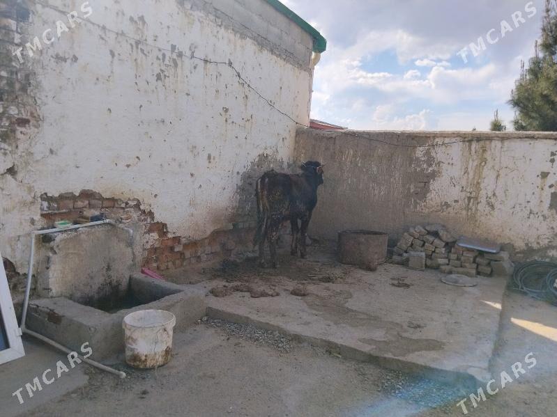 Oküz - Бахарден - img 1