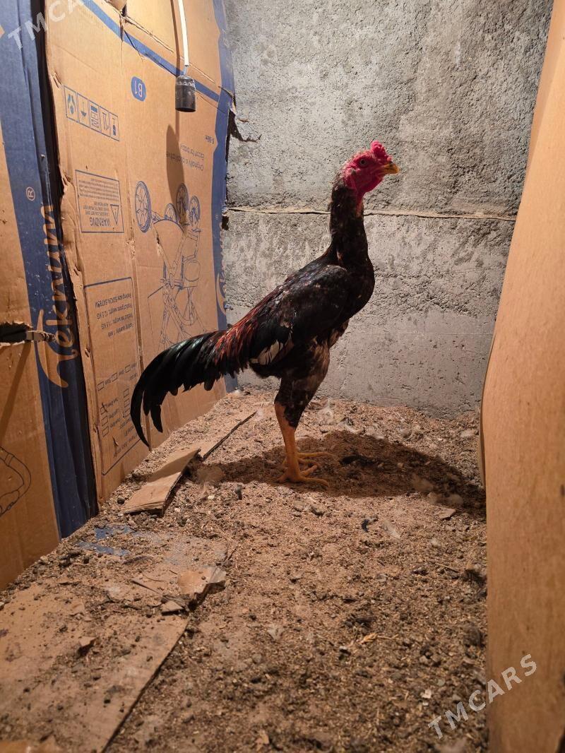 bayes - Garadamak - img 1