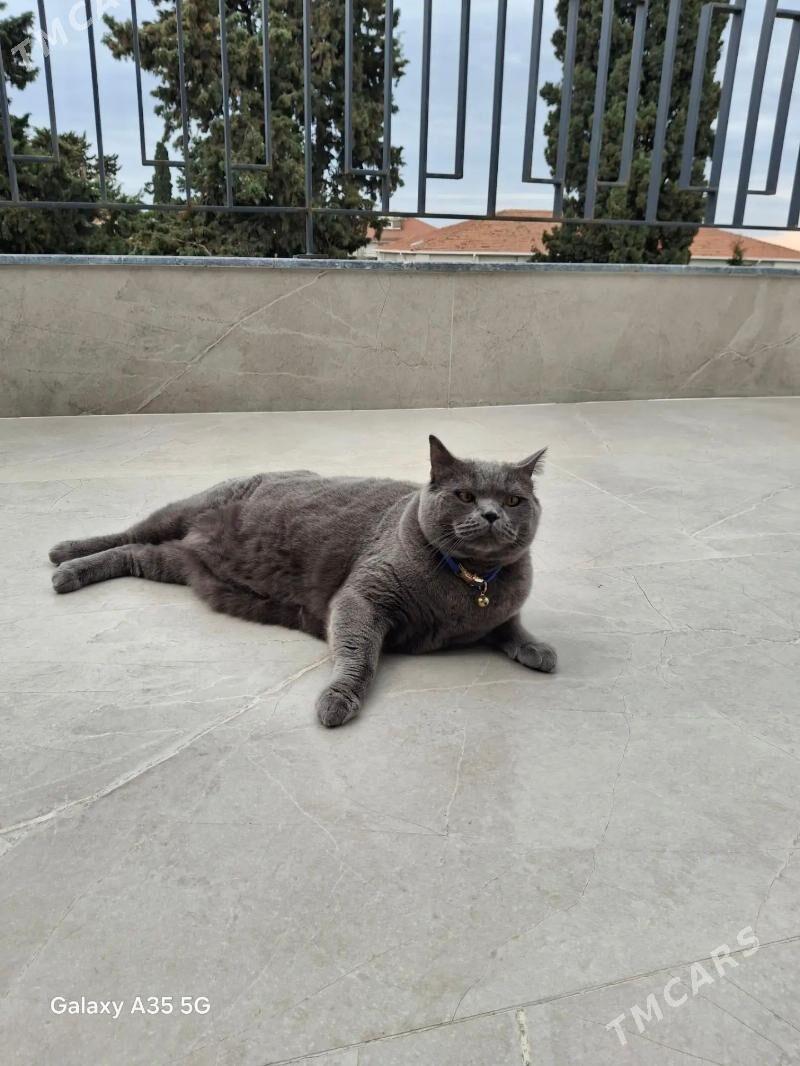 britanski pişik - Дянев - img 1