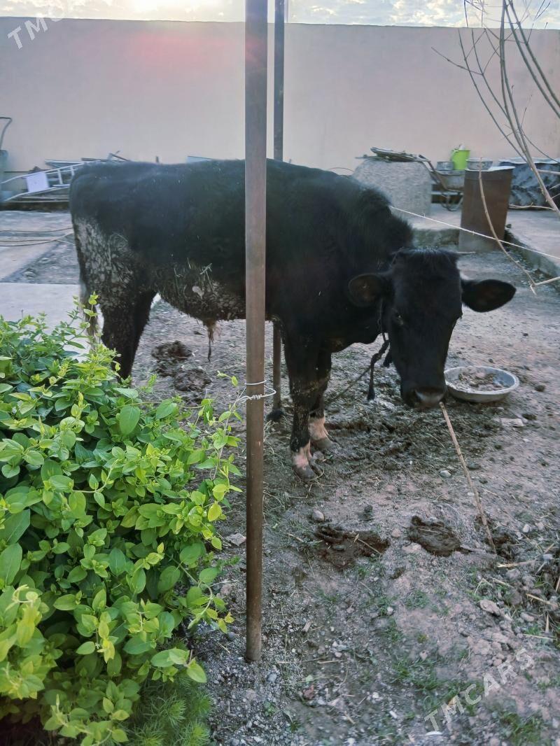 OKUZ GALSTEYN - Gökdepe - img 1