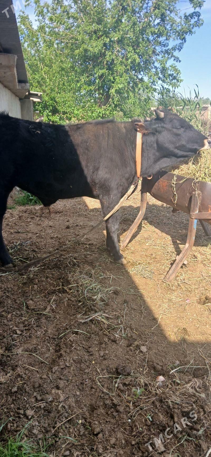 Öküz - Бабадайхан - img 1