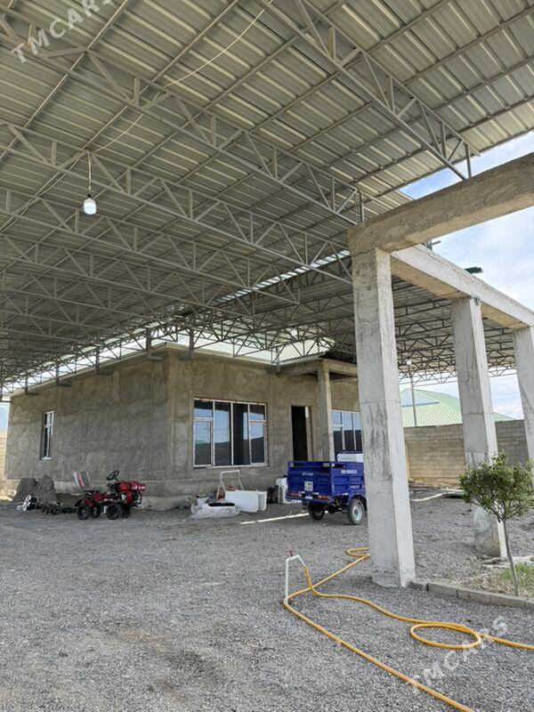 Gawers Satlyk jay - Ak bugdaý etraby - img 1