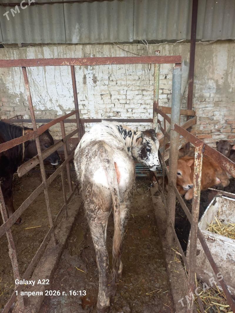 Tuwe - Бахарден - img 1