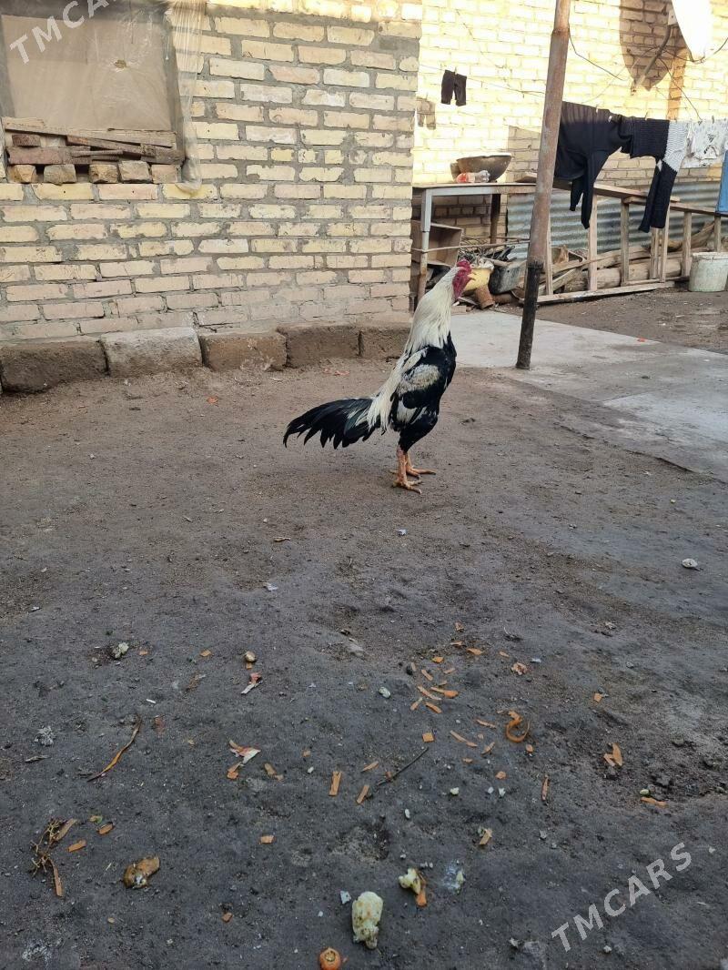 Horaz - Туркменабат - img 1