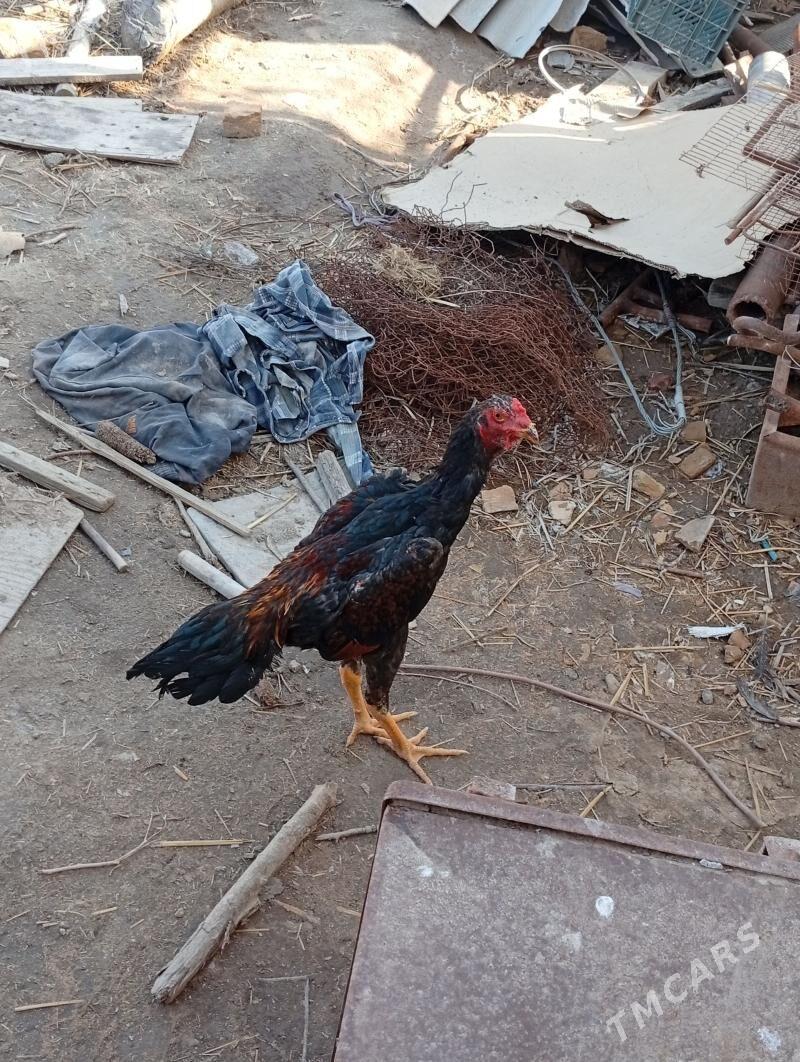 Baysow horaz - Чарджоу - img 1