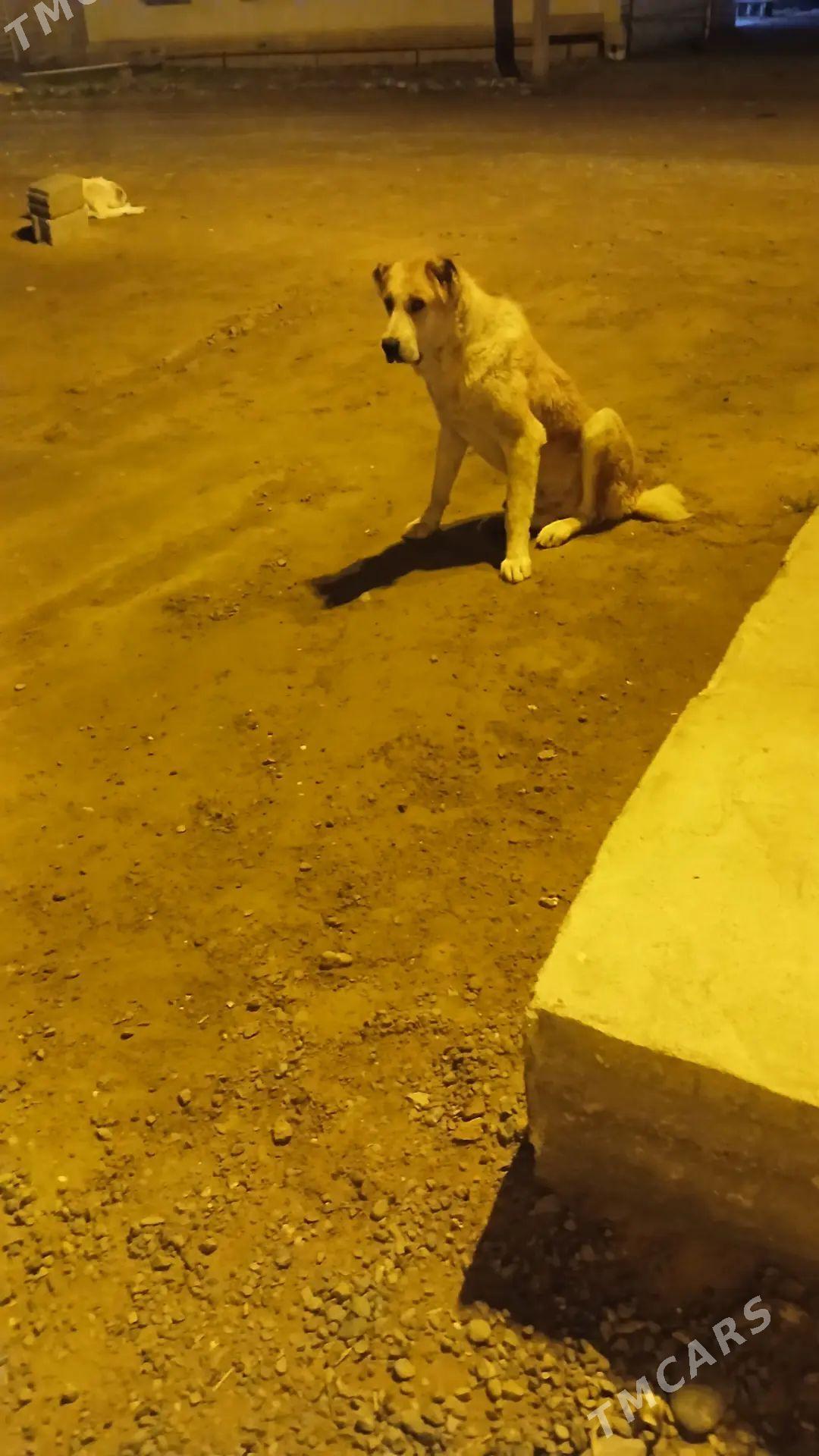 Alabay - Aşgabat - img 1