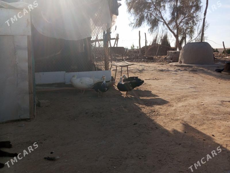 muskur ordekler - Farap - img 1