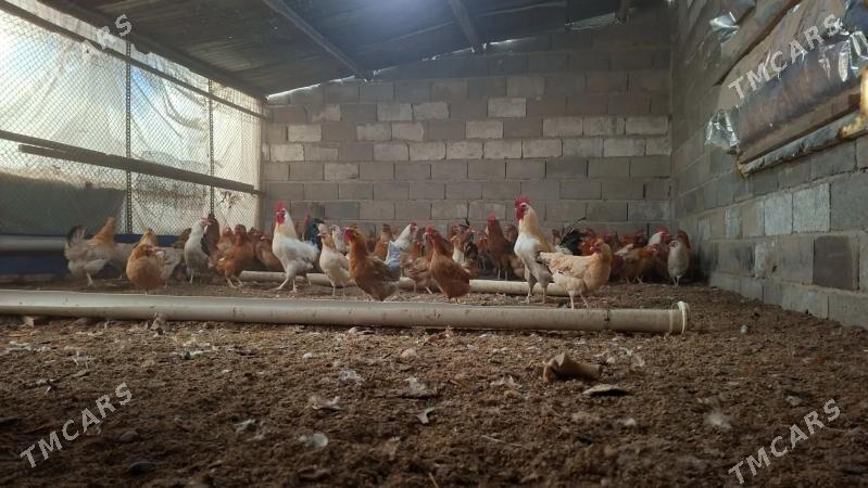 Towyk - Багир - img 1