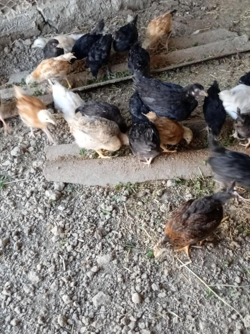 Towuk - Baýramaly - img 1