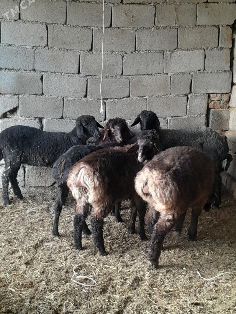 goyun - Багир - img 1