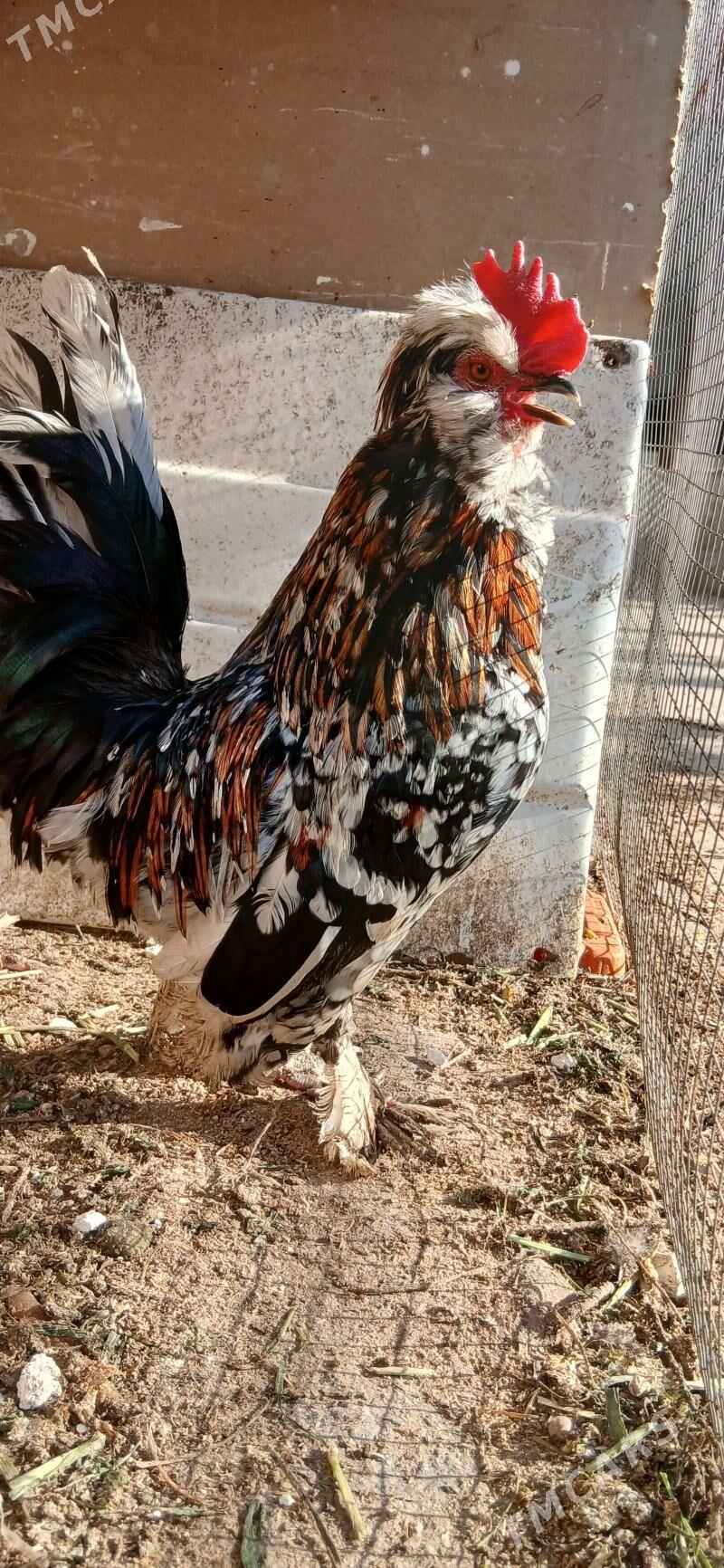 Япончик хороз. Yaponcik - Туркменабат - img 1