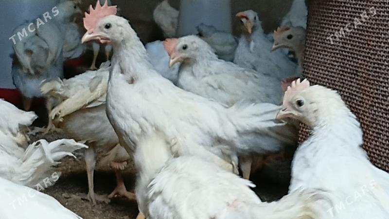 juyje - Bagyr - img 1