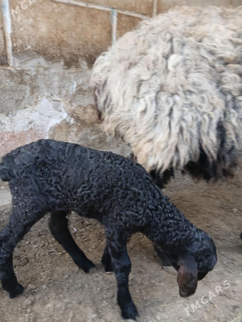 goyun - Balkanabat - img 1