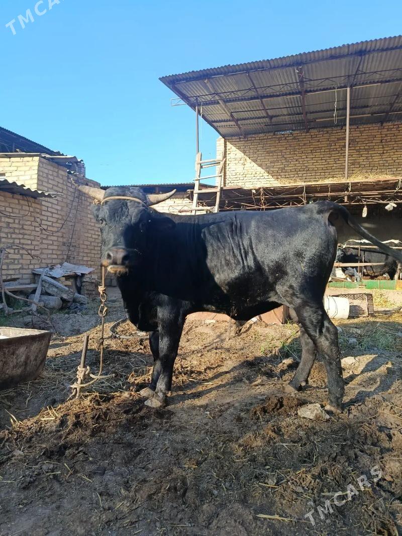 bakylyp Duran okuz - Чарджоу - img 1