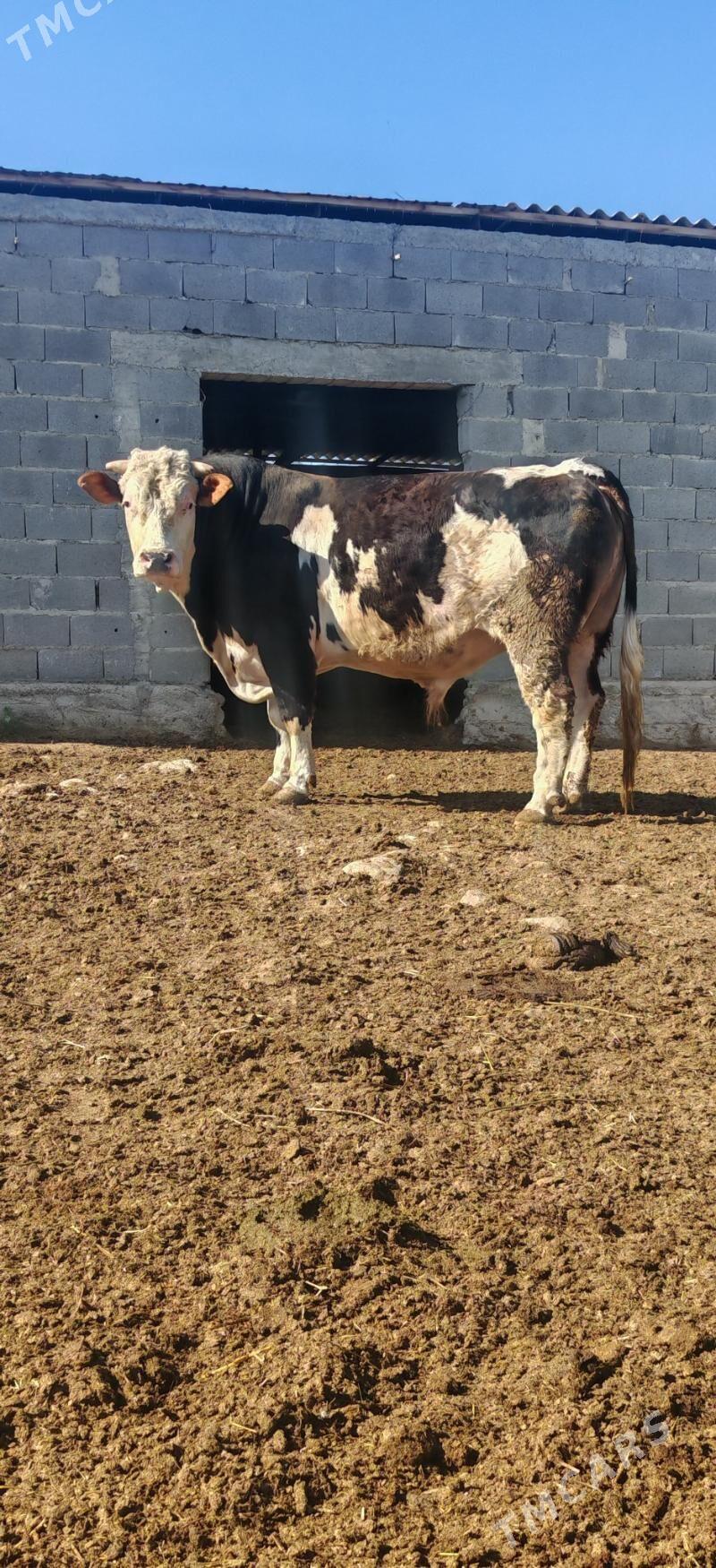 ÖKUZ - Бахарден - img 1