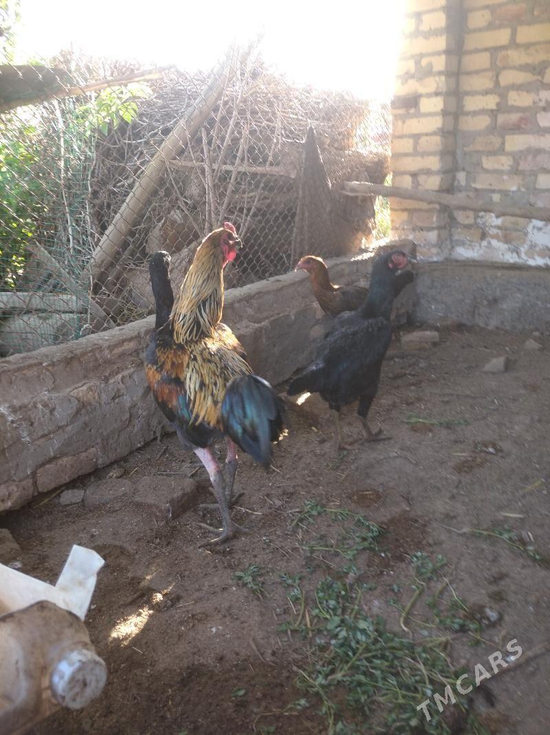 bayes juje - Чарджоу - img 1