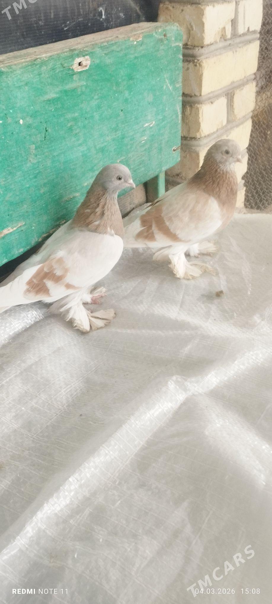 Kepderi - Мургап - img 1