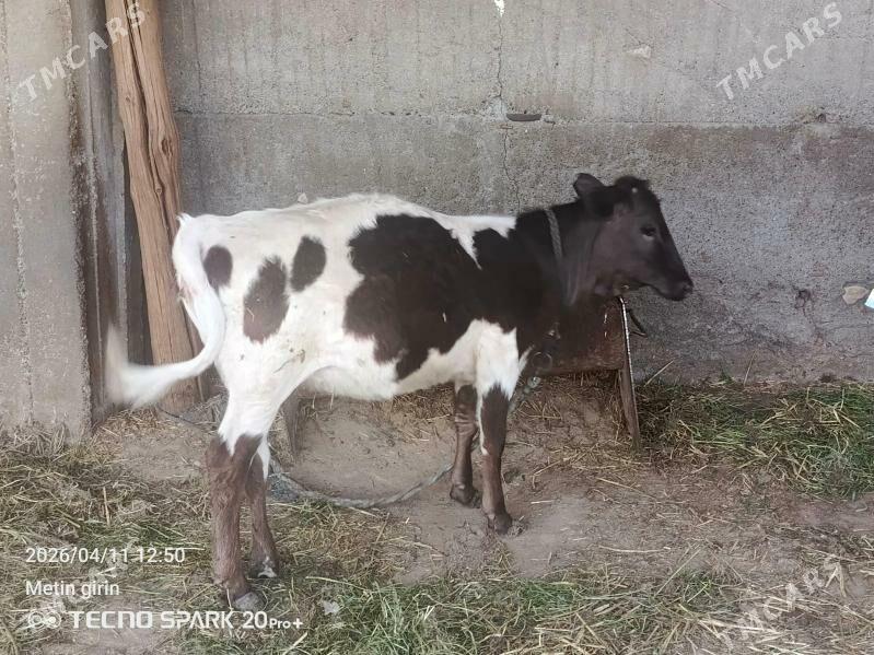 tuwe - Ялкым - img 1