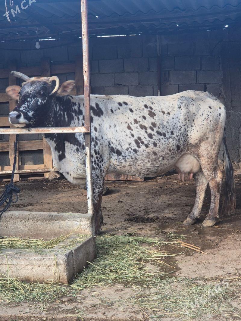 Goleli sygyr - Ашхабад - img 1