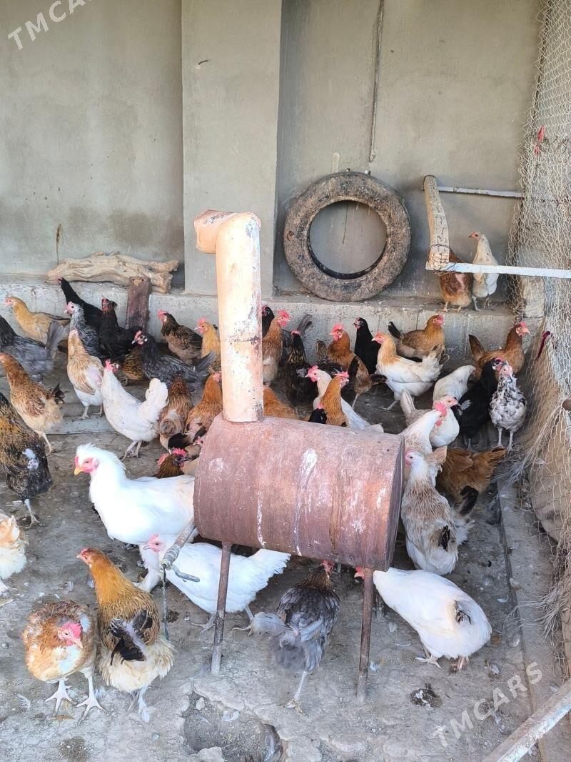 Towuk - Мары - img 1