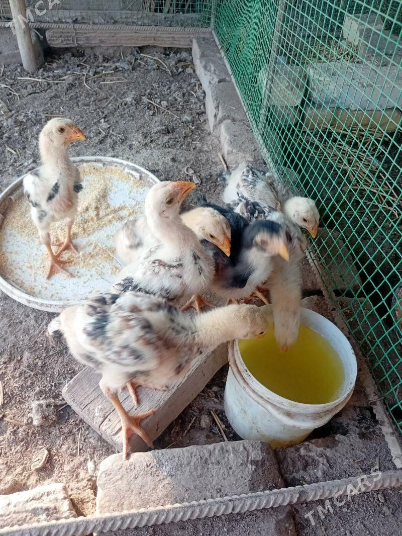 baysy jujeler - Туркменабат - img 1