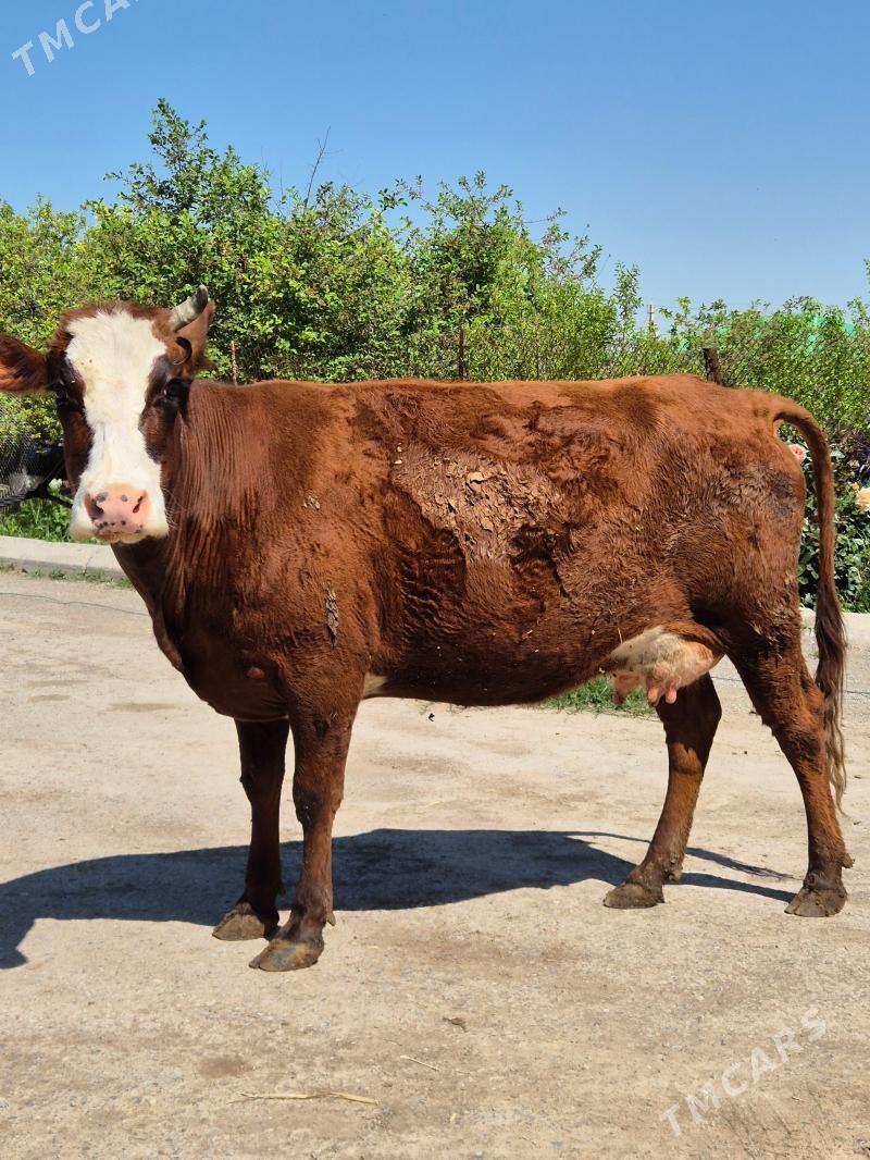 Goeli sygyr - Aşgabat - img 1