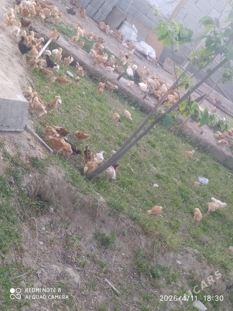 juyje - Bäherden - img 1