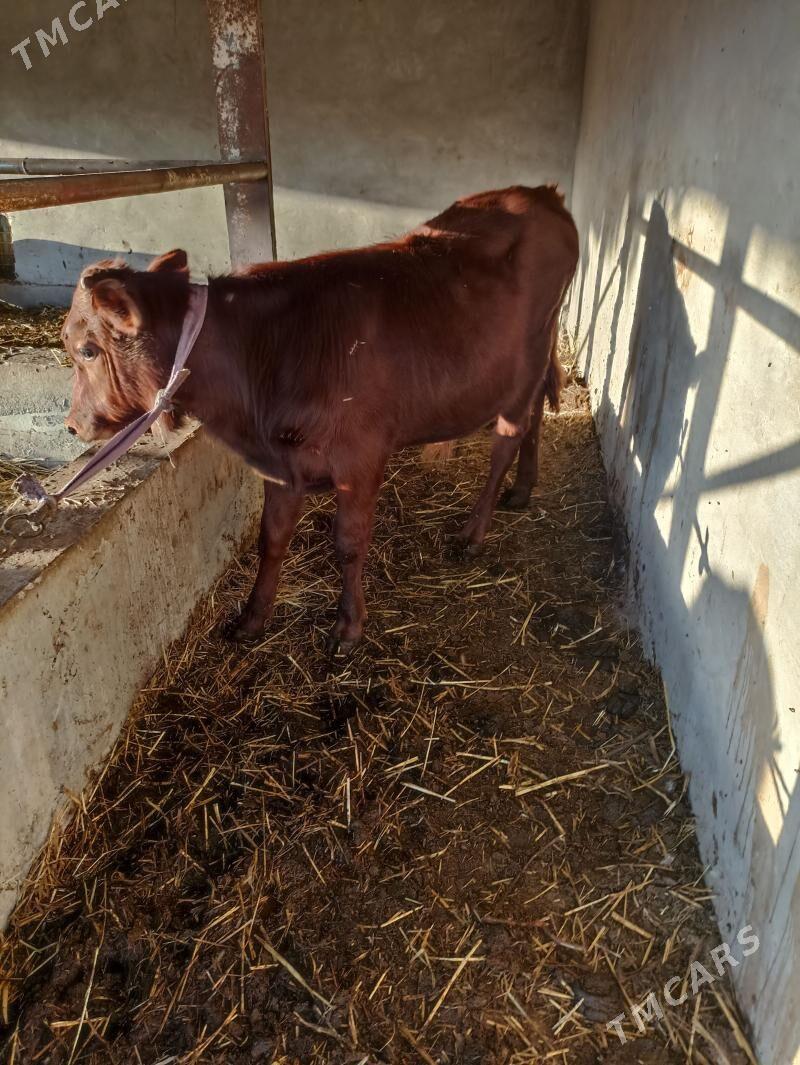 Saglyk sygyr - Farap - img 1