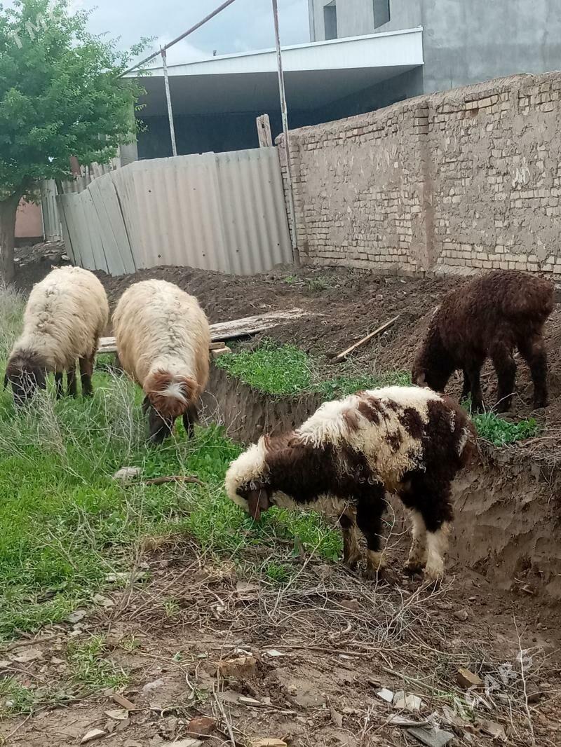 Guzuly goyun - Ёлётен - img 1