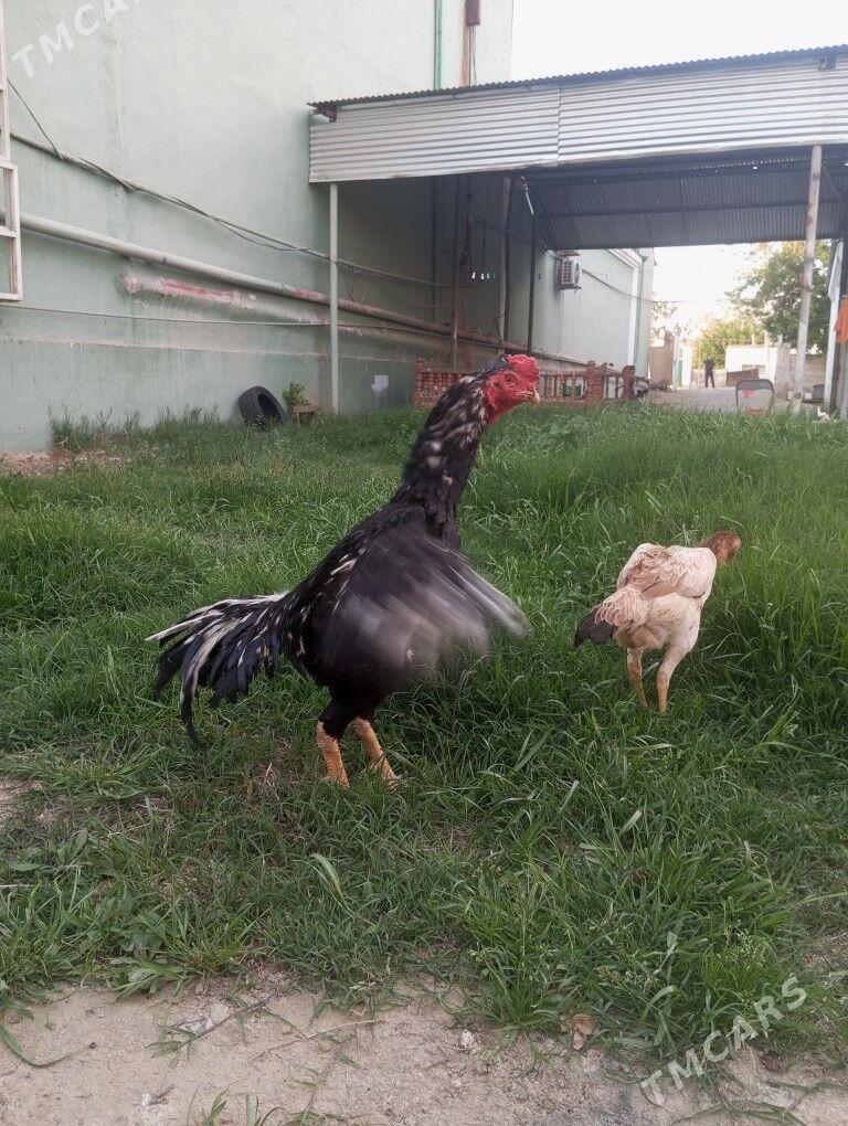 taskent - Кëши - img 1