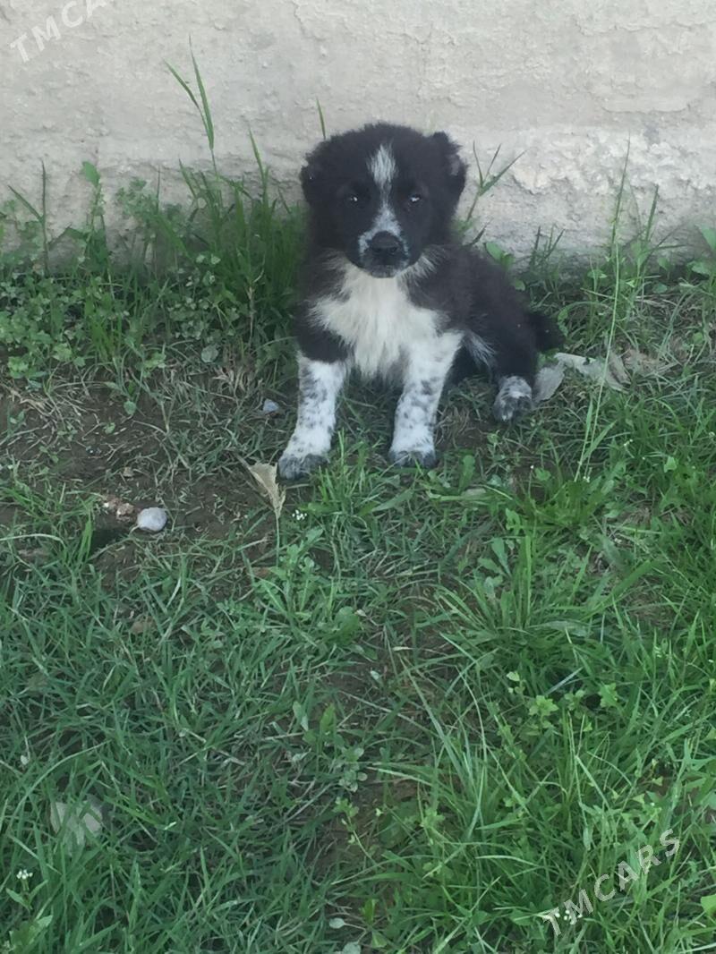 alabay - Aşgabat - img 1