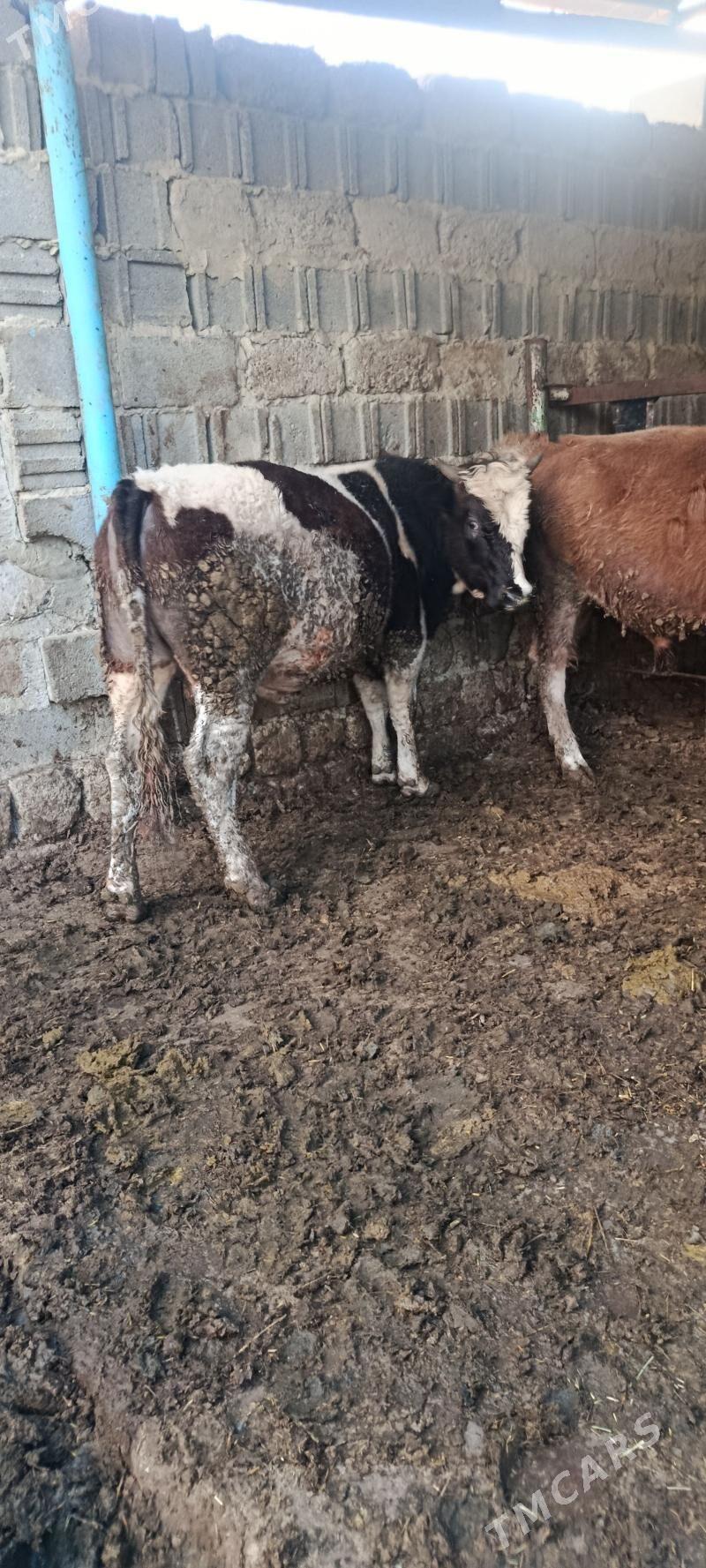 Okuz baklan - Бахарден - img 1