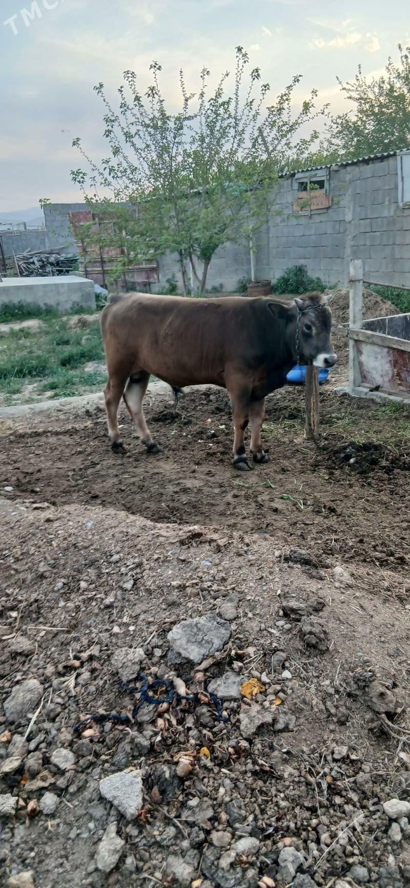 okuz - Гёкдепе - img 1