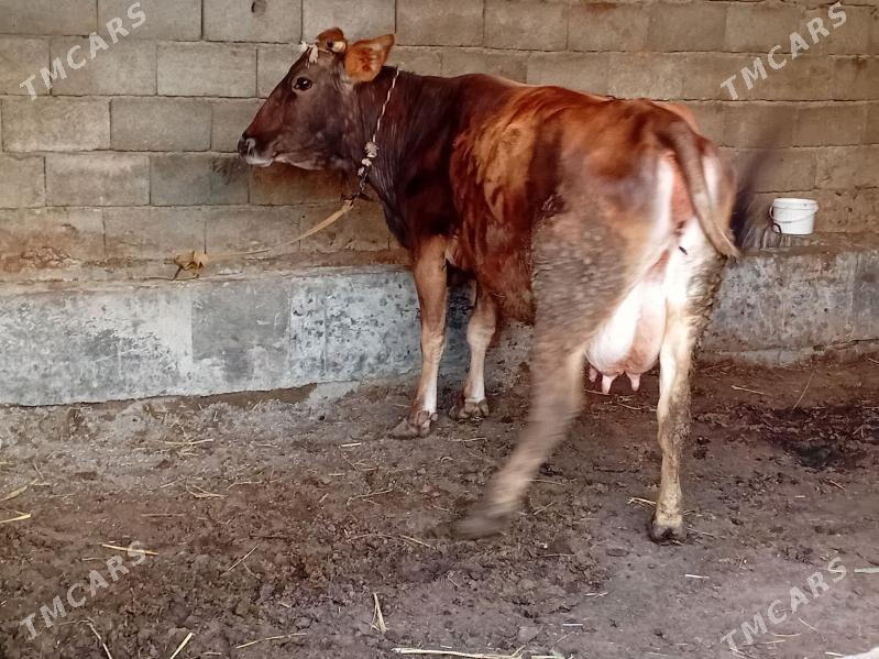 goleli sygyr - Гёкдепе - img 1