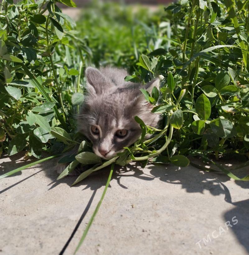 кошки - Türkmenabat - img 1