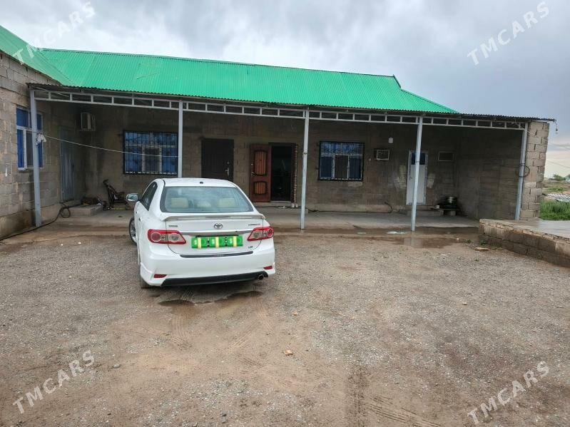 satlyk jay - Kaka - img 1