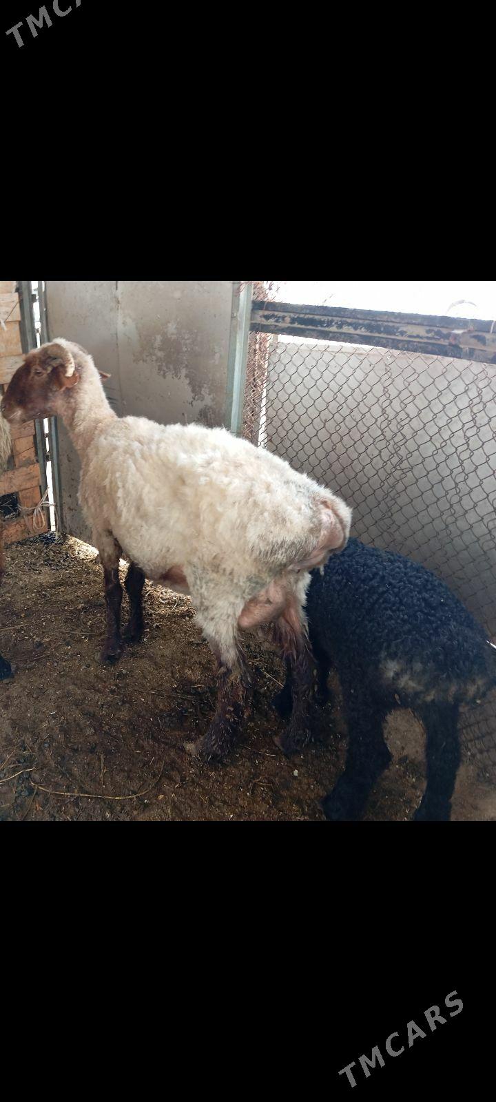 guzuly goyun - Aşgabat - img 1