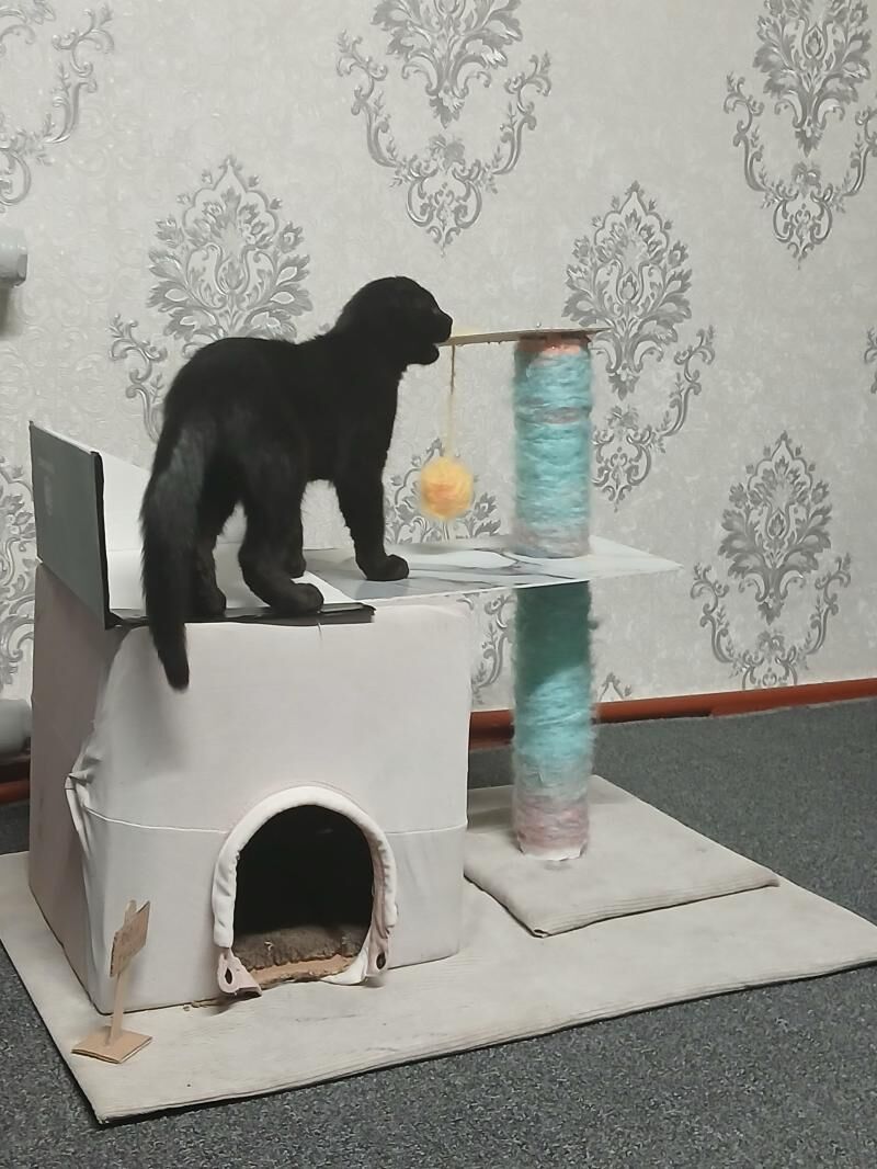 срочно продаётся кошка! - Daşoguz - img 1