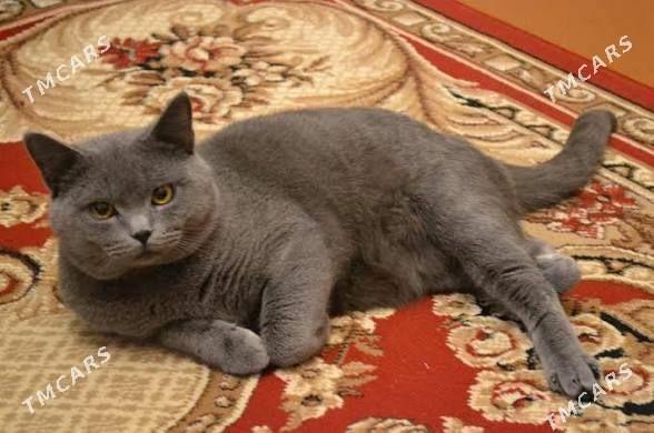 шотландская кошечкс - Туркменабат - img 1