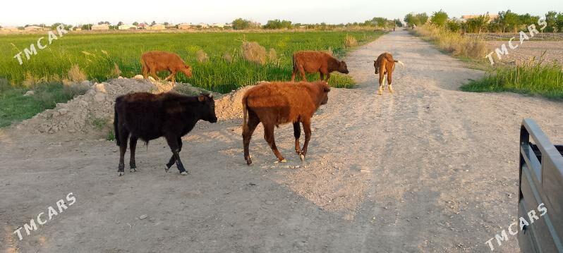 okuzler - Бабадайхан - img 1