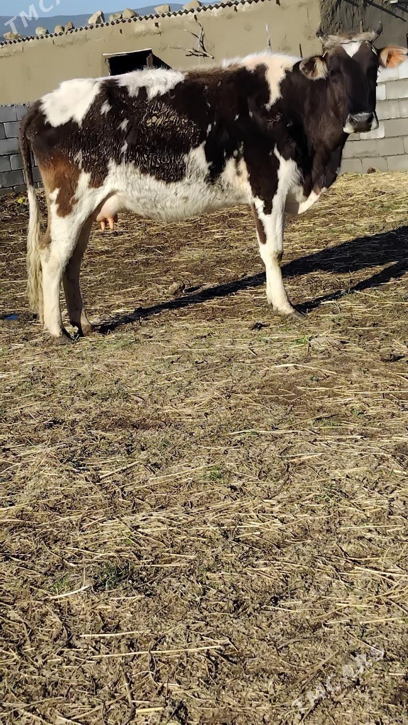 göleli sygyr - Бахарден - img 1