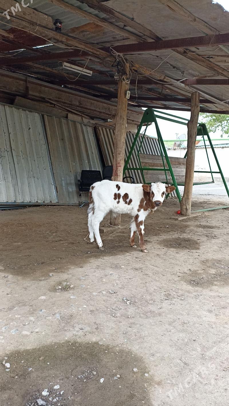 goleli sygyr - Ашхабад - img 1