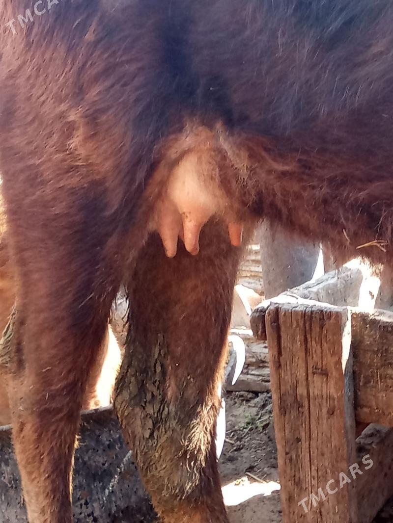 iki sany gölely sygyr - Эсенгулы - img 1