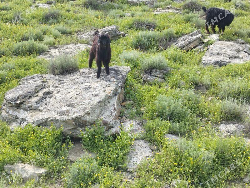 Owlakly geci - Magtymguly - img 1