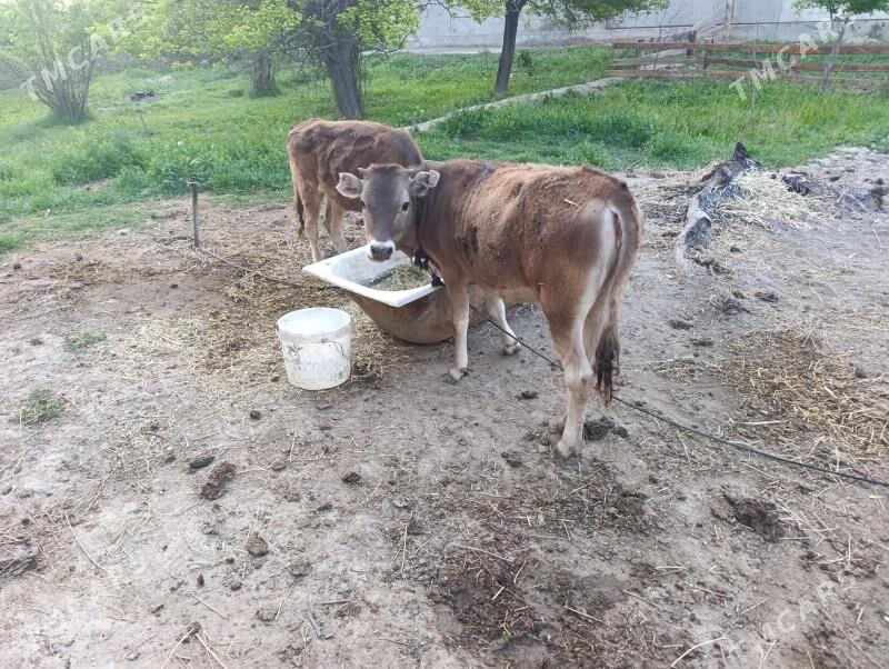 tuwe - Bäherden - img 1