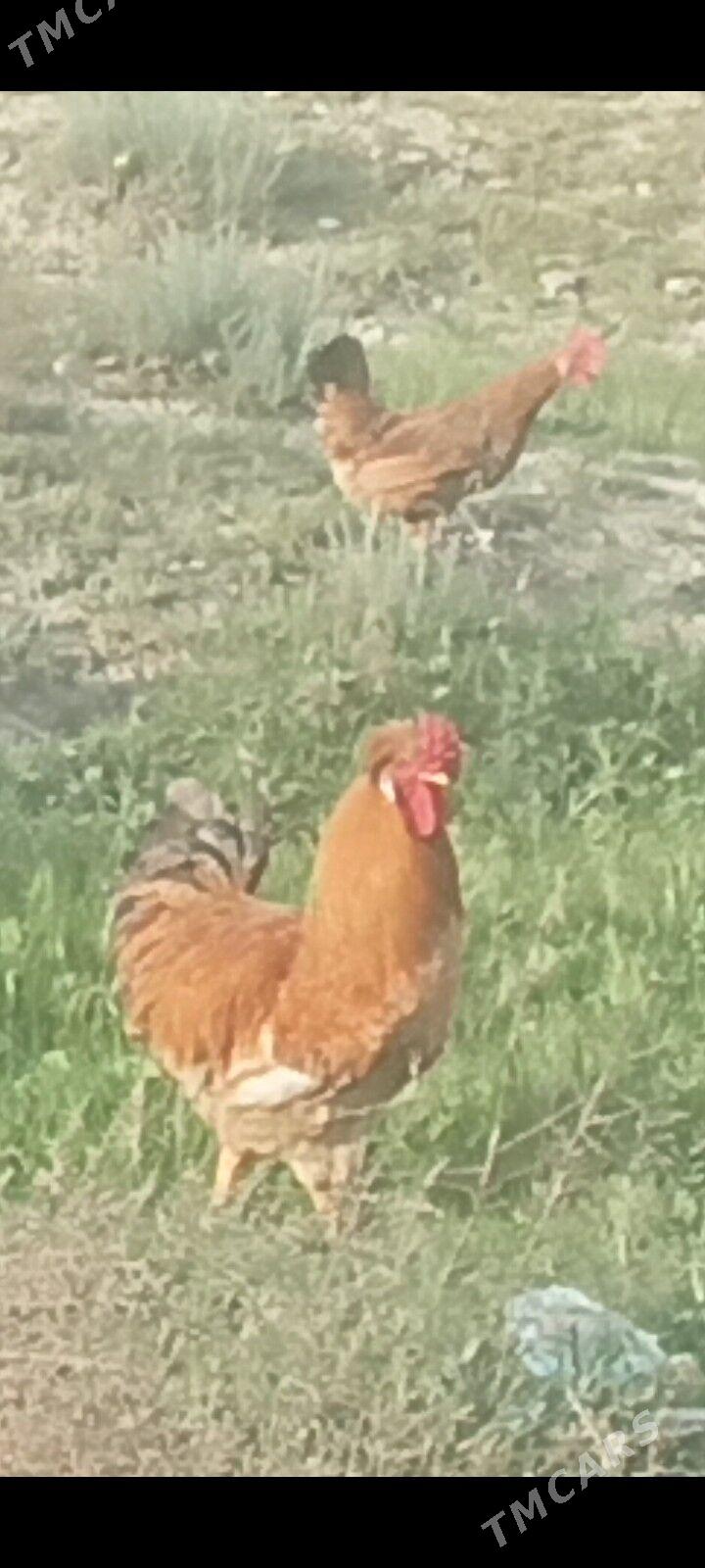 Horaz - Bäherden - img 1