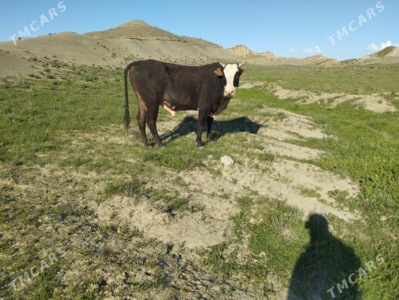 Öküz - Махтумкули - img 1