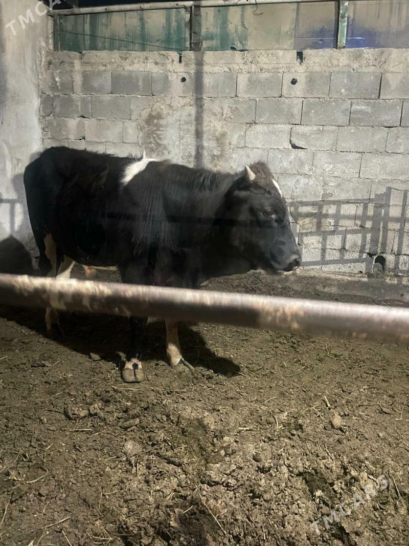 okuz - Гёкдепе - img 1